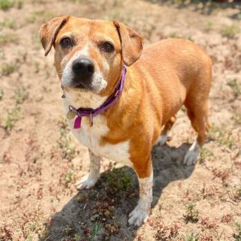 TORI -  Australian Cattle Dog Blue Heeler and Mixed Breed Dog for Adoption in Aurora, Colorado - TORI | PetCurious