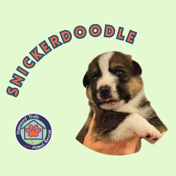 Cammie pup- Snickerdoodle -  Hound and Mixed Breed Dog for Adoption in Fairfax Station, Virginia - Cammie Pup- Snickerdoodle | PetCurious