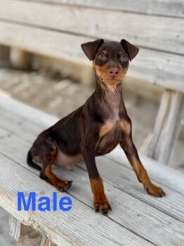 Mary Jane pup4 -  Miniature Pinscher Dog for Adoption in Muskegon, Michigan - Mary Jane Pup4 | PetCurious