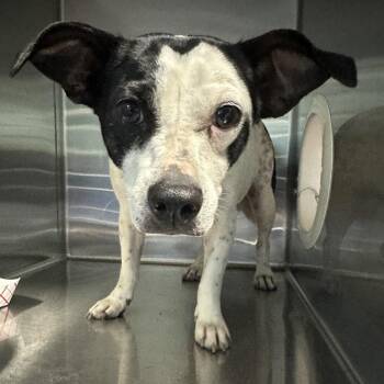 GRAPES -  Mixed Breed Dog for Adoption in Greensboro, North Carolina - GRAPES | PetCurious