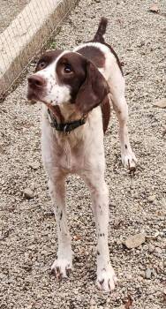 Rescue Brittany Spaniel Dogs for Adoption in Woodsfield, Ohio - Duster | PetCurious