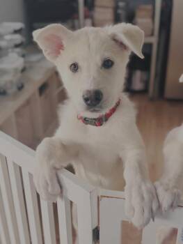 Great Pyrenees and Siberian Husky Dogs Available for Adoption - Honey | PetCurious