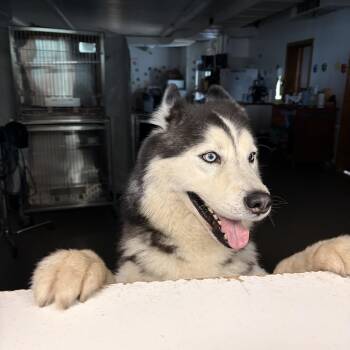 Kodiak -  Siberian Husky Dog for Adoption in Wahoo, Nebraska - Kodiak | PetCurious
