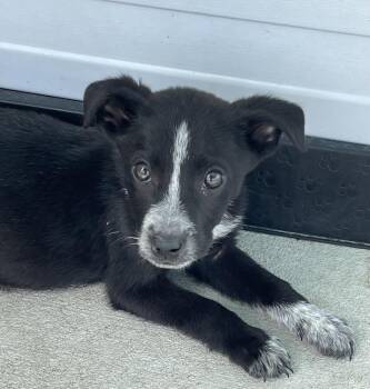Australian Cattle Dog Blue Heeler Dogs Available for Adoption in Bolivar, Missouri - Resolve | PetCurious