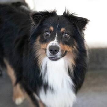 Dorito (MY26-28) -  Australian Shepherd Dog for Adoption in Peyton, Colorado - Dorito (MY26-28) | PetCurious