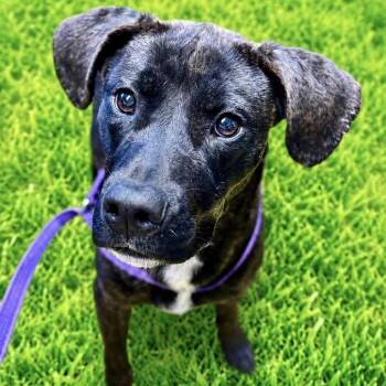 Lana -  Pit Bull Terrier Dog for Adoption in Battle Creek, Michigan - Lana | PetCurious
