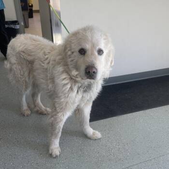 Great Pyrenees and Mixed Breed Dogs Available for Adoption - Cody | PetCurious