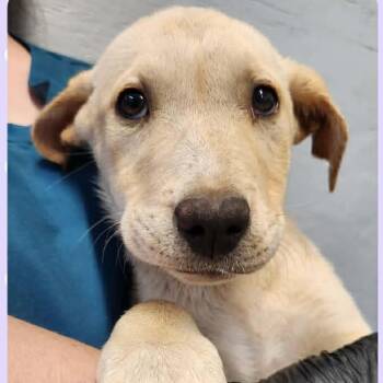 Labrador Retriever and Hound Dogs Available for Adoption in Tylertown, Mississippi - Addie | PetCurious