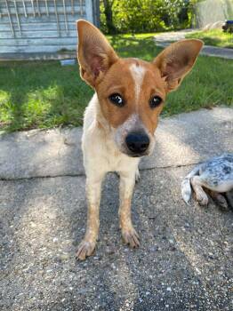 Banjo -  Australian Cattle Dog Blue Heeler Dog Available for Adoption in Mobile, Alabama - Banjo | PetCurious