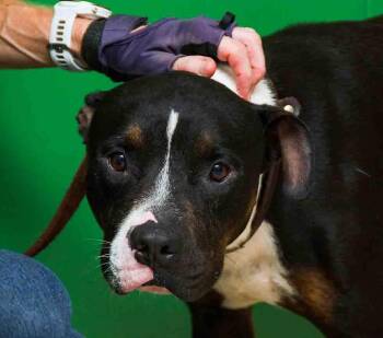 Darla -  Terrier Dog for Adoption in Sanford, Florida - Darla | PetCurious