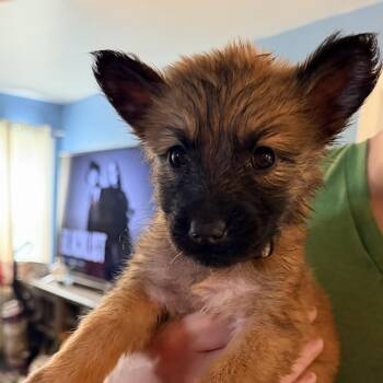 Shepherd Dogs Available for Adoption - Chewie  | PetCurious