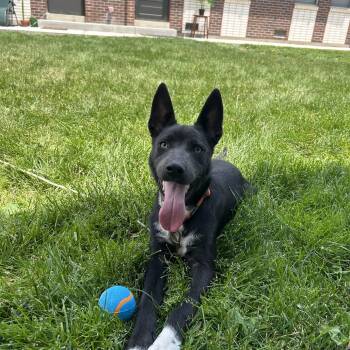 Rescue Husky Dogs for Adoption in Denver, Colorado - Topochico | PetCurious