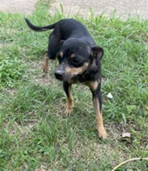 Chihuahua Dogs Available for Adoption in Dallas, Texas - CHIKA | PetCurious