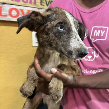 Knoxy - Local Sept 11-13 -  Catahoula Leopard Dog Dog for Adoption in Brookshire, Texas - Knoxy - Local Sept 11-13 | PetCurious