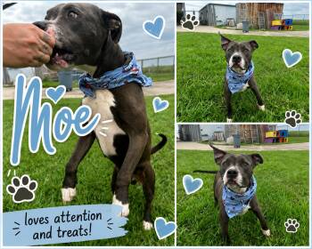 Moe -  Pit Bull Terrier Dog for Adoption in New Iberia, Louisiana - Moe | PetCurious