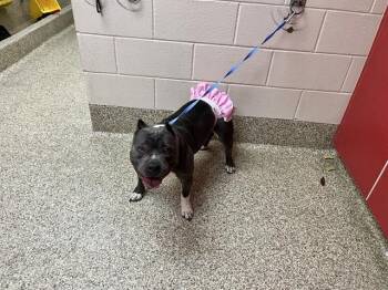 HIPPO BALLERINA -  American Staffordshire Terrier Dog for Adoption in Colorado Springs, Colorado - HIPPO BALLERINA | PetCurious
