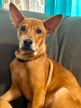 Leo -  Black Mouth Cur Dog for Adoption in St. Petersburg, Florida - Leo | PetCurious