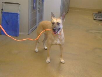 SAJUNA -  German Shepherd Dog and Mixed Breed Dog for Adoption in Sacramento, California - SAJUNA | PetCurious