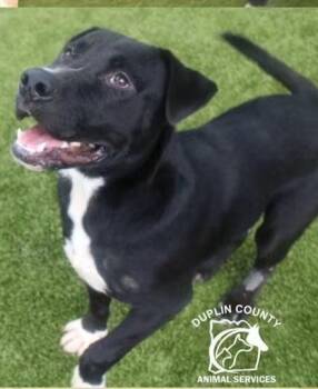 Abel -  Black Labrador Retriever Dog for Adoption in Chesapeake, Virginia - Abel | PetCurious