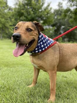 Rescue American Staffordshire Terrier Dogs for Adoption in Spring, Texas - Lester | PetCurious