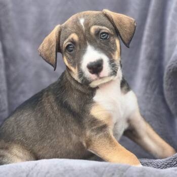 Shepherd and Labrador Retriever Dogs Available for Adoption in San Diego, California - Dakota Pup - Dakotas | PetCurious