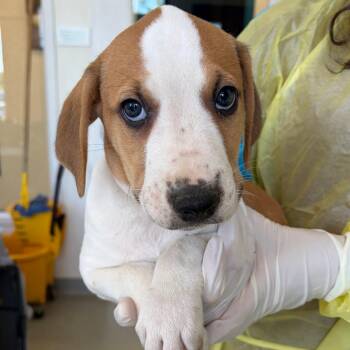 Gelpi -  Catahoula Leopard Dog and Mixed Breed Dog for Adoption in Nashville, Tennessee - Gelpi | PetCurious