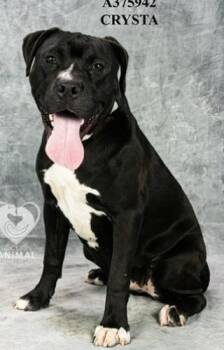 Crysta --Courtesy Post. Out of town pet. See below for details-- -  Pit Bull Terrier Dog for Adoption in Eagle, Idaho - Crysta --Courtesy Post. Out Of Town Pet. See Below For Details-- | PetCurious