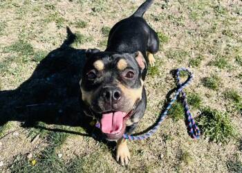 Pit Bull Terrier and Mixed Breed Dogs Available for Adoption in Colorado Springs, Colorado - CHIKA | PetCurious