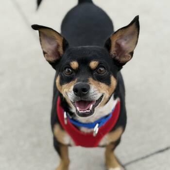 Deuce -  Mixed Breed Dog for Adoption in Cooperstown, New York - Deuce | PetCurious
