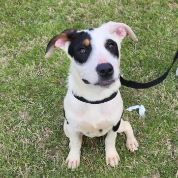 Mixed Breed Dogs Available for Adoption in Hopkinton, Massachusetts - Diego | PetCurious