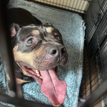 Rescue American Staffordshire Terrier Dogs for Adoption in League City, Texas - Azul | PetCurious