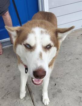 ELLA -  Husky Dog for Adoption in San Antonio, Texas - ELLA | PetCurious