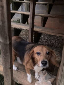 Rescue Beagle Dogs for Adoption in Chatham, Virginia - Minnie | PetCurious