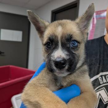 Foofa -  Shepherd and Mixed Breed Dog for Adoption in Hattiesburg, Mississippi - Foofa | PetCurious