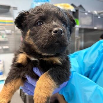 Mixed Breed and Shepherd Dogs Available for Adoption - Redford | PetCurious