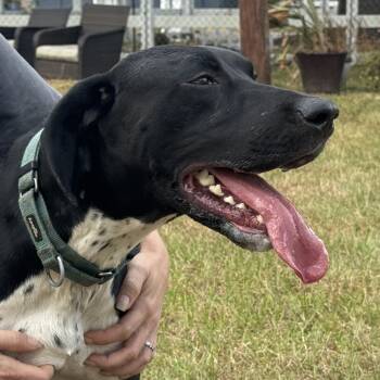 Rescue German Shorthaired Pointer Dogs for Adoption in Lakewood Ranch, Florida - Orion | PetCurious