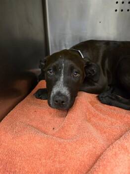 FOUR -  Pit Bull Terrier Dog Available for Adoption in Rancho Cucamonga, California - FOUR | PetCurious