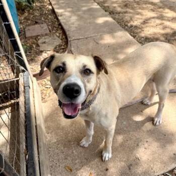 Zeus Buddy Your Easy Going Best Friend -  Labrador Retriever and Pit Bull Terrier Dog for Adoption in Friendswood, Texas - Zeus Buddy Your Easy Going Best Friend | PetCurious