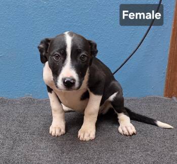 Ivy -  Border Collie Dog for Adoption in Dripping Springs, Texas - Ivy | PetCurious