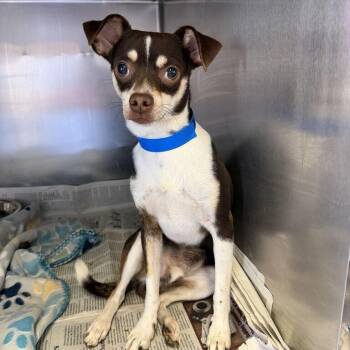 Webster -  Chihuahua Dog for Adoption in New York, New York - Webster | PetCurious
