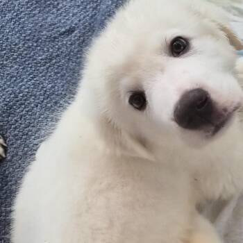 Mixed Breed Dogs Available for Adoption in Bentonville, Arkansas - Lightning | PetCurious