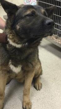 Akita Dogs Available for Adoption in Riverside, California - THOR | PetCurious