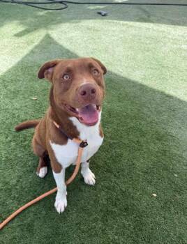 Max -  Pit Bull Terrier Dog for Adoption in San Diego, California - Max | PetCurious