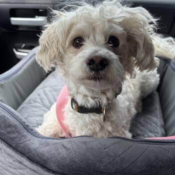 Mixed Breed Dogs Available for Adoption in Rockville, Maryland - Diego | PetCurious