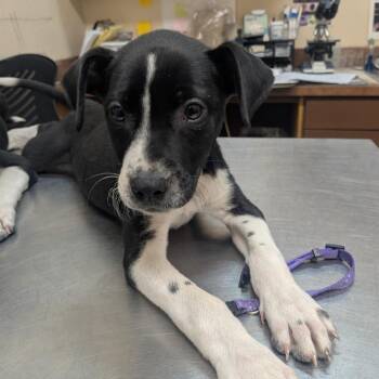 Willow -  Pit Bull Terrier Dog for Adoption in Birmingham, Alabama - Willow | PetCurious