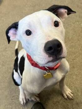 Baby Shark -  Pit Bull Terrier Dog for Adoption in Cleveland, Ohio - Baby Shark | PetCurious