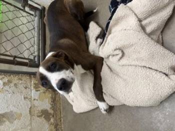 Marie -  Terrier and Mixed Breed Dog for Adoption in Paducah, Kentucky - Marie | PetCurious