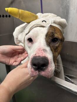 Boxer Dogs Available for Adoption in Milton, Florida - Clyde | PetCurious