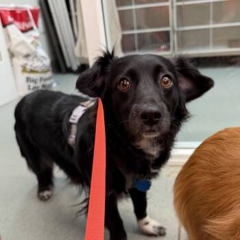 Dachshund Dogs Available for Adoption - Shadow | PetCurious