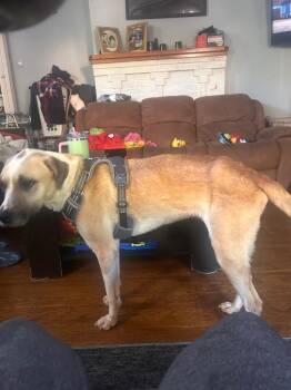 Buddy (Teddy) -  Pit Bull Terrier Dog for Adoption in New Cumberland, West Virginia - Buddy (Teddy) | PetCurious
